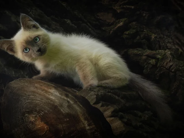 взгляд, природа, котенок, удивление, сиамский кот, домашний питомец