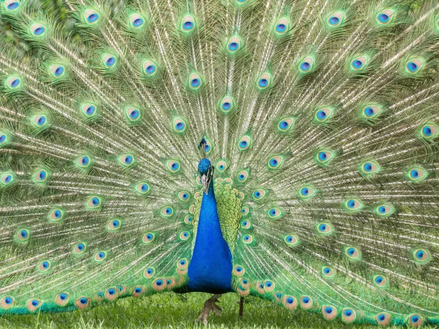 птица, перья, хвост, павлин, окрас