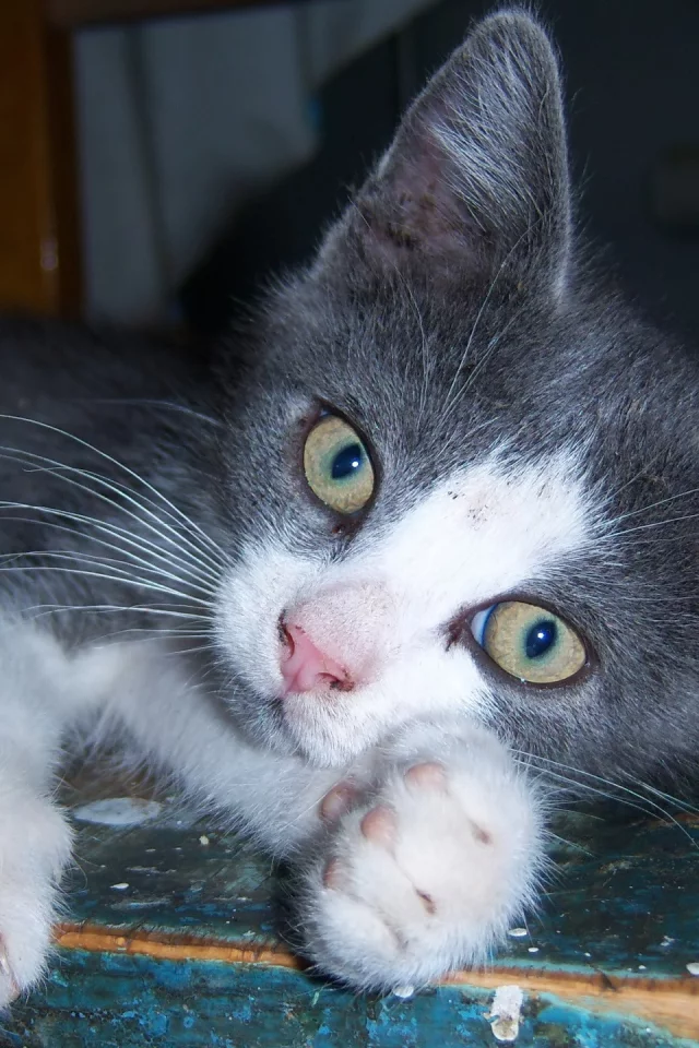 mamala, кот