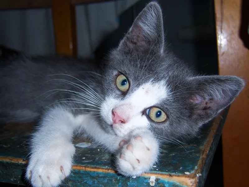 mamala, кот