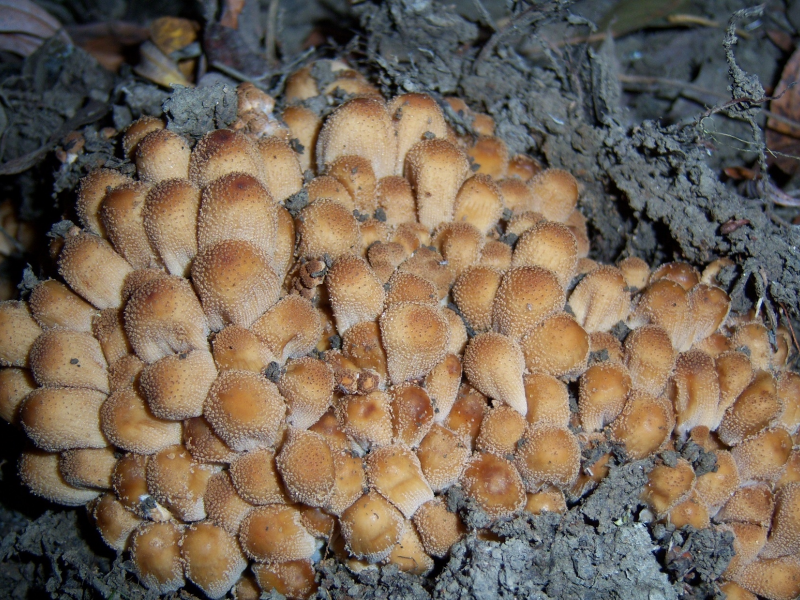 грибы, поганки
