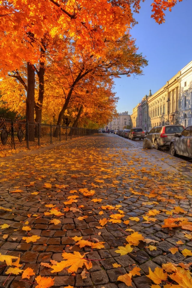 петербург, осень, жёлтые листья, город, красота