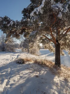 зима, дерево