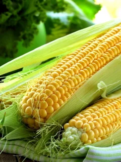 кукуруза, початки