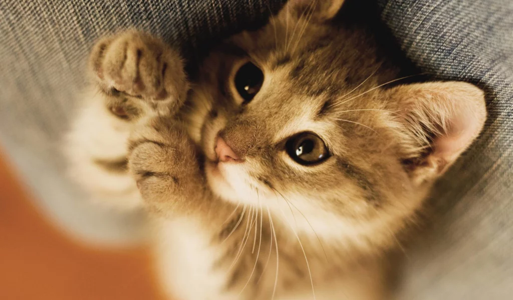 кошка, животные, котёнок