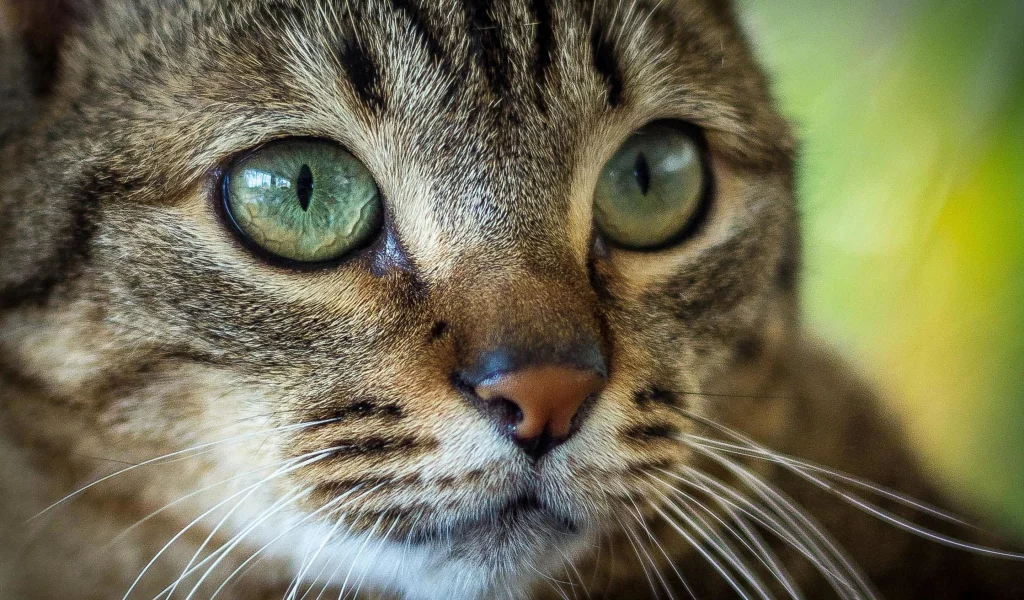 кошка, животные, взгляд