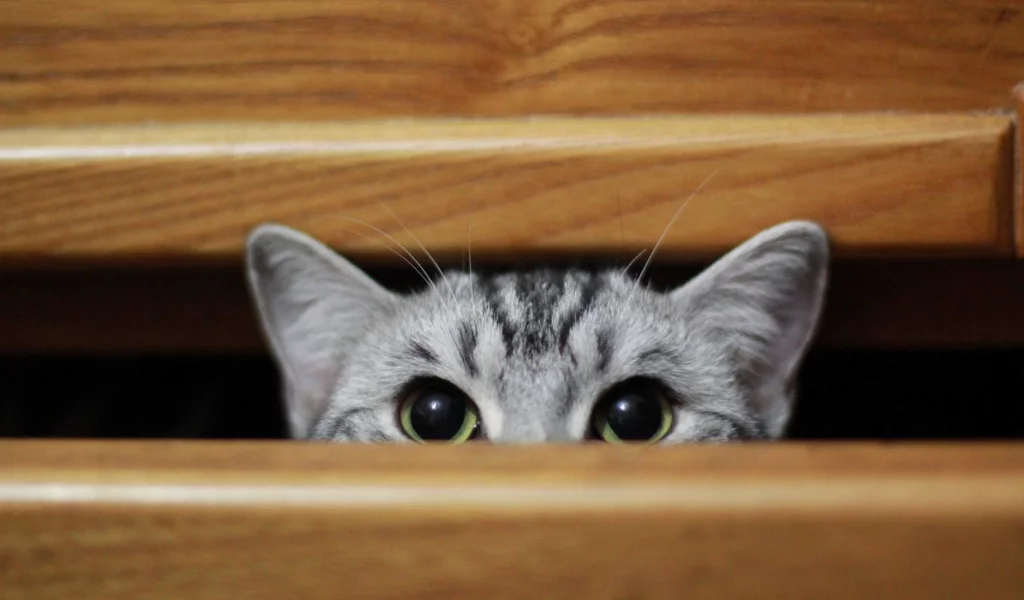 кошка, животные, взгляд, уши