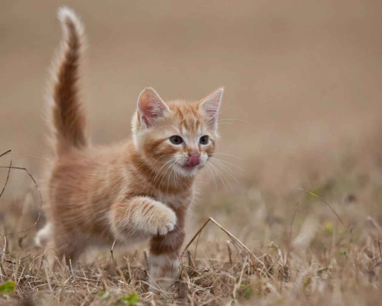 кошка, животные, хвост
