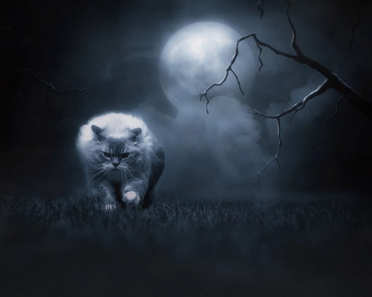 кошка, ночь