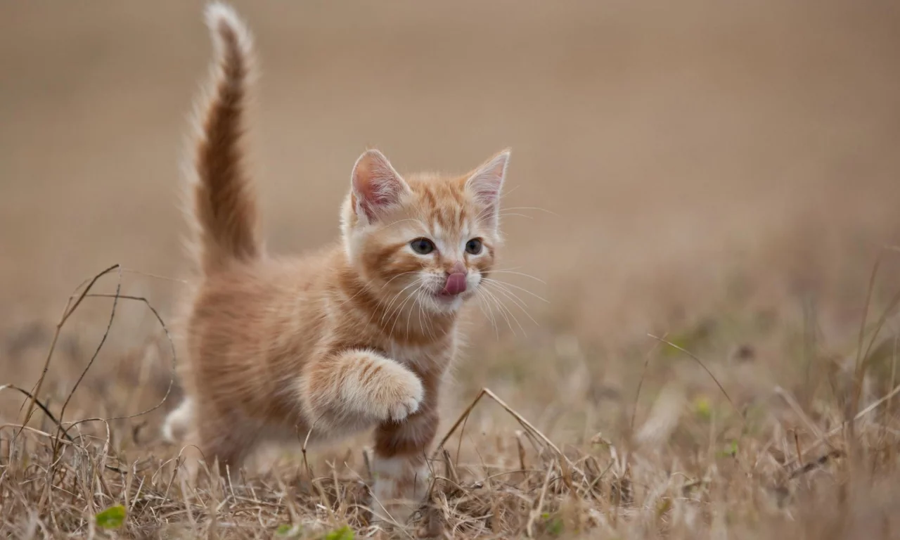 кошка, животные, хвост