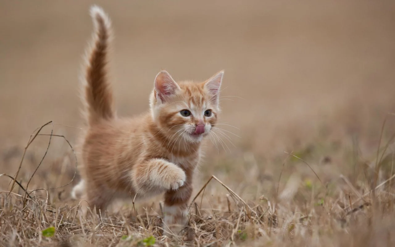 кошка, животные, хвост