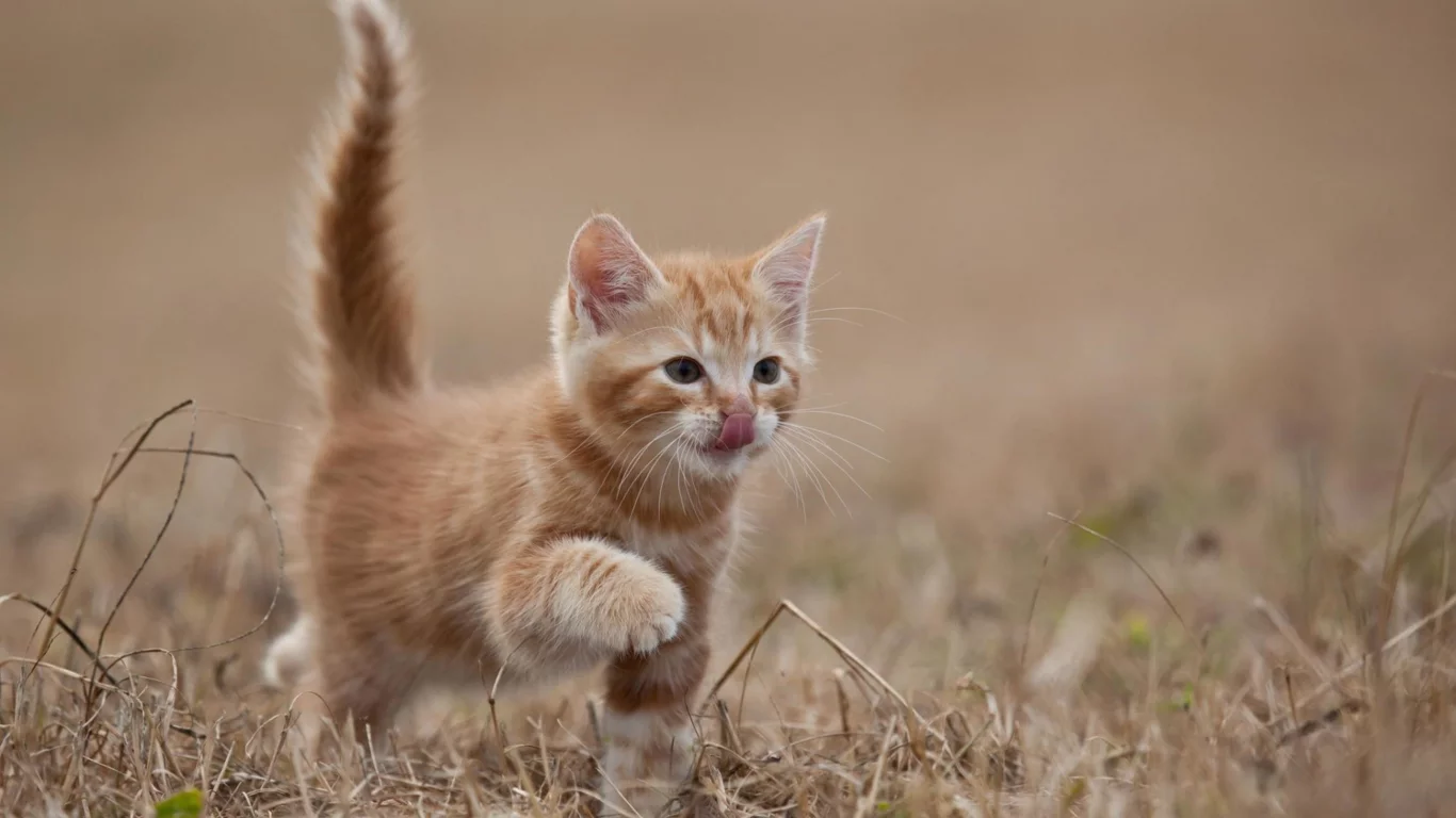 кошка, животные, хвост