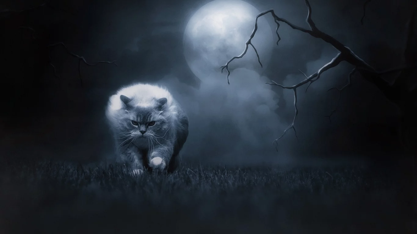 кошка, ночь