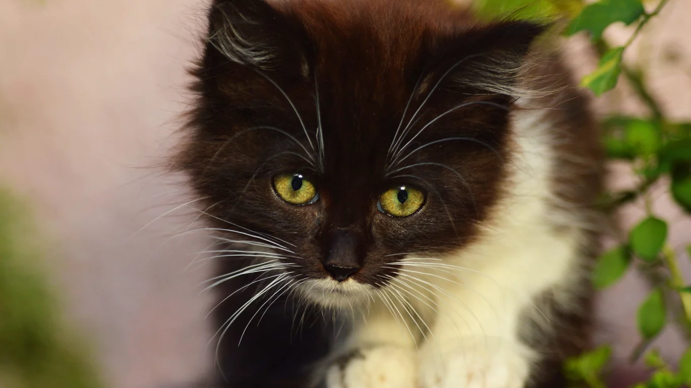 кот, котенок