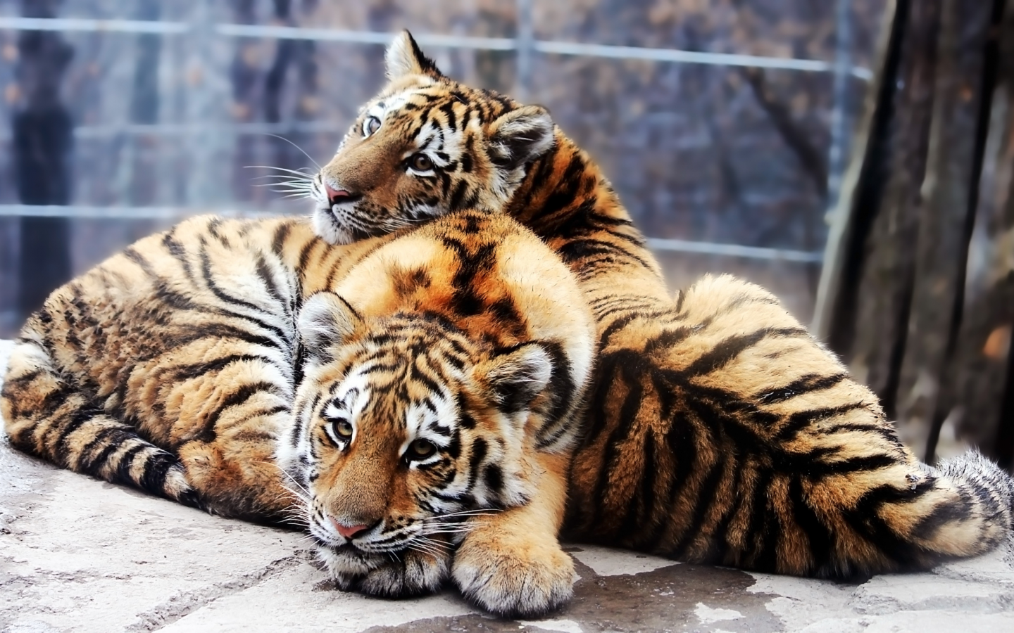 тигры, два