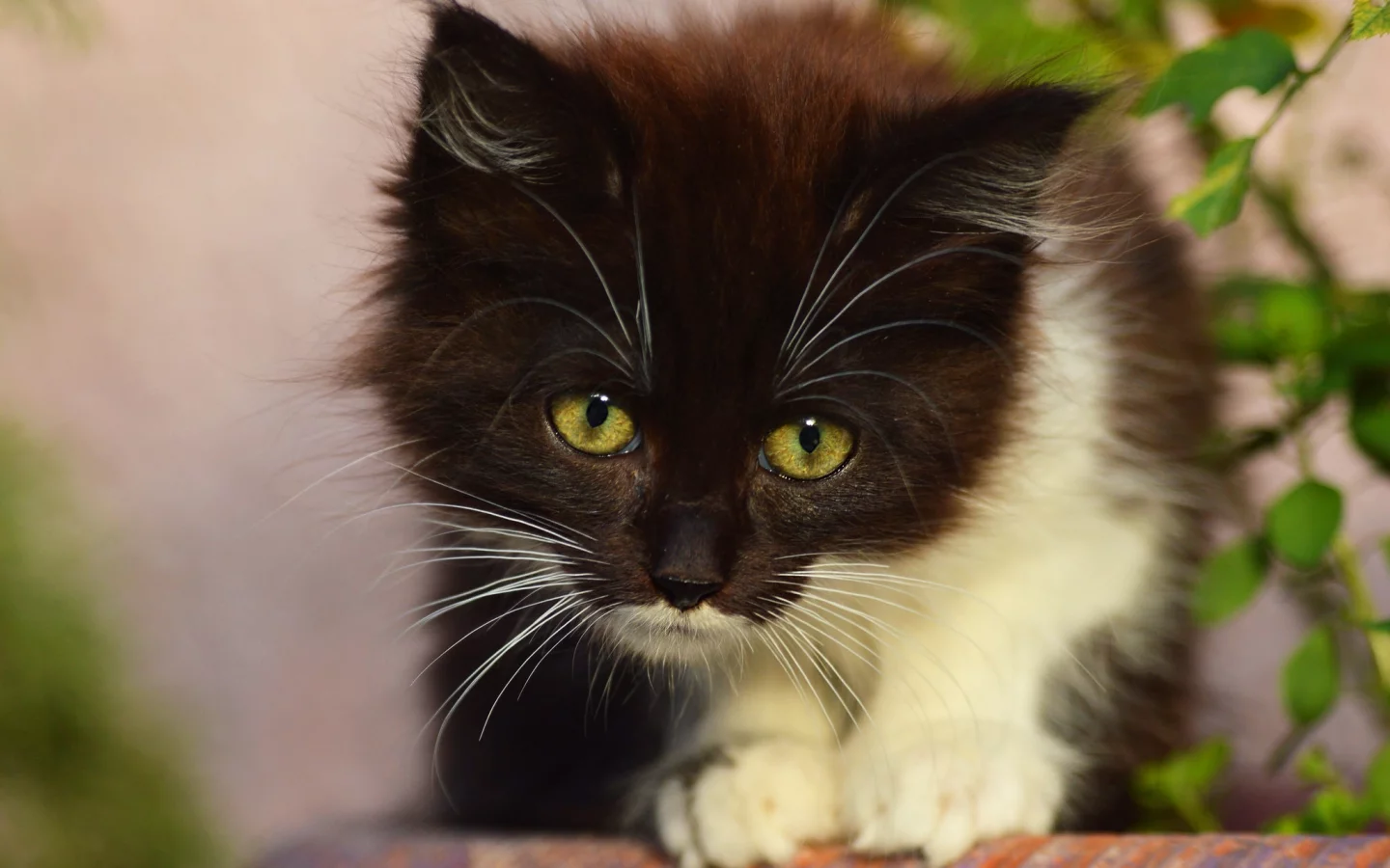 кот, котенок