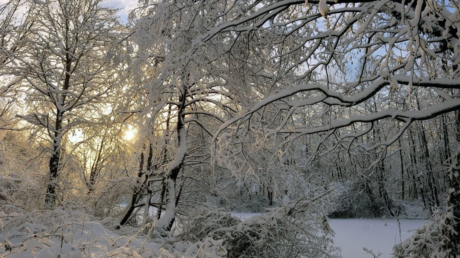 лес, деревья