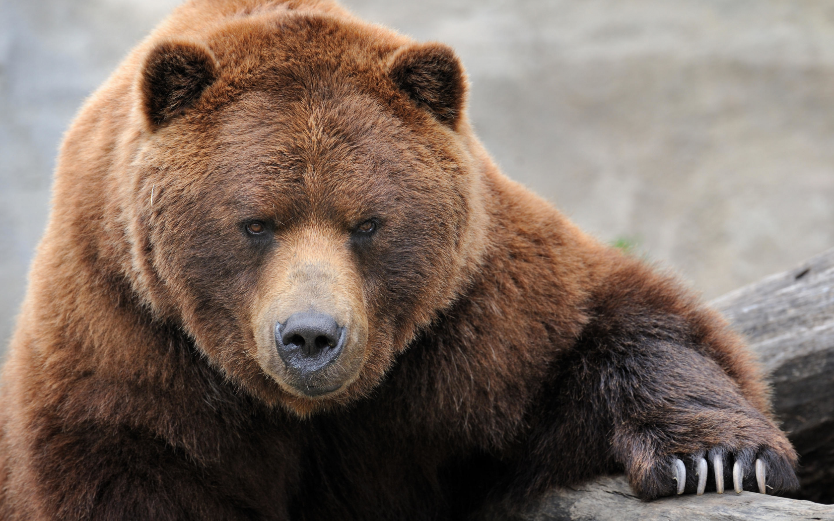 Бурый медведь голова. Гризли и бурый медведь. Морда медведя. Бурый медведь морда. Лицо медведя.