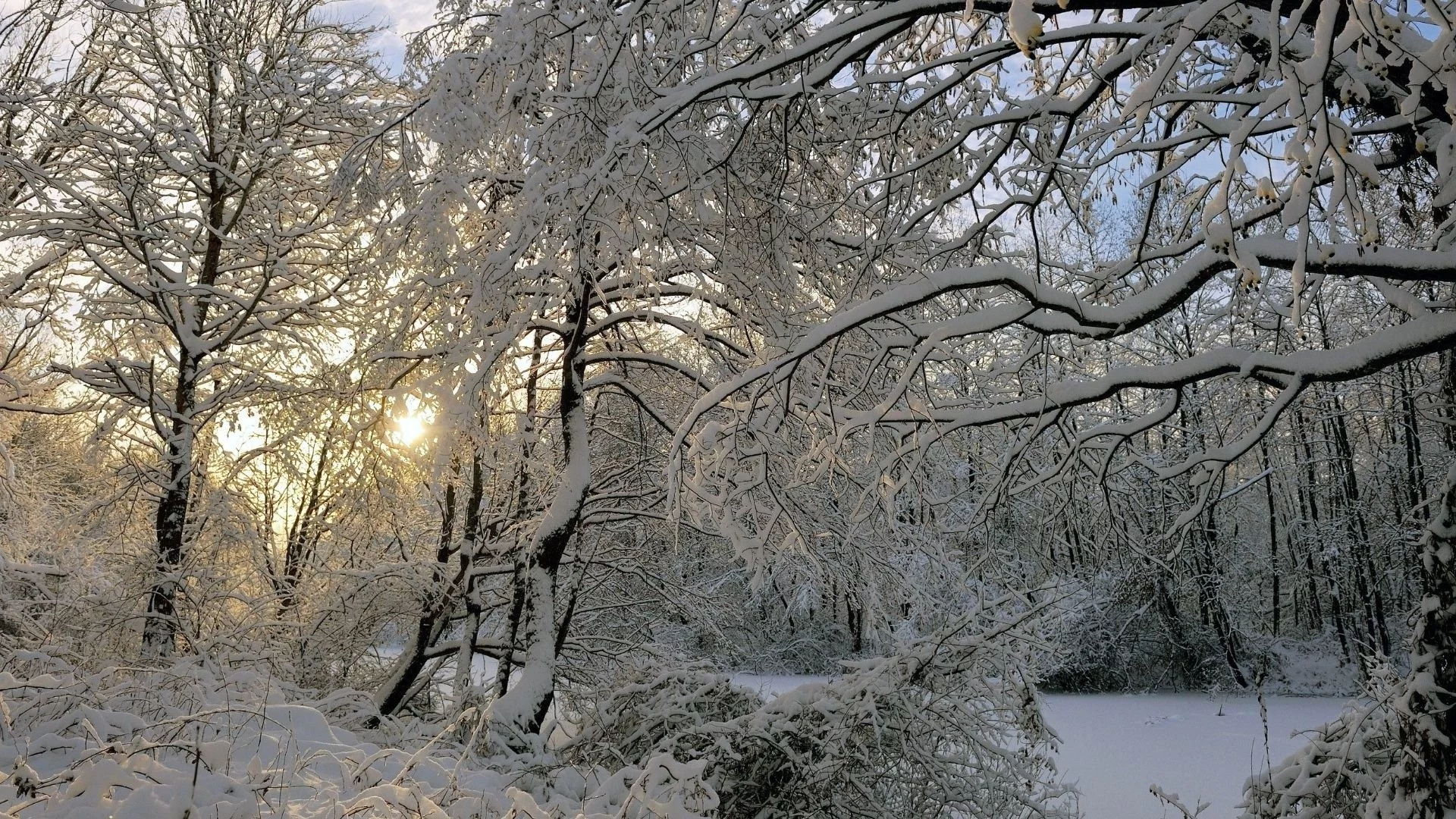 лес, деревья