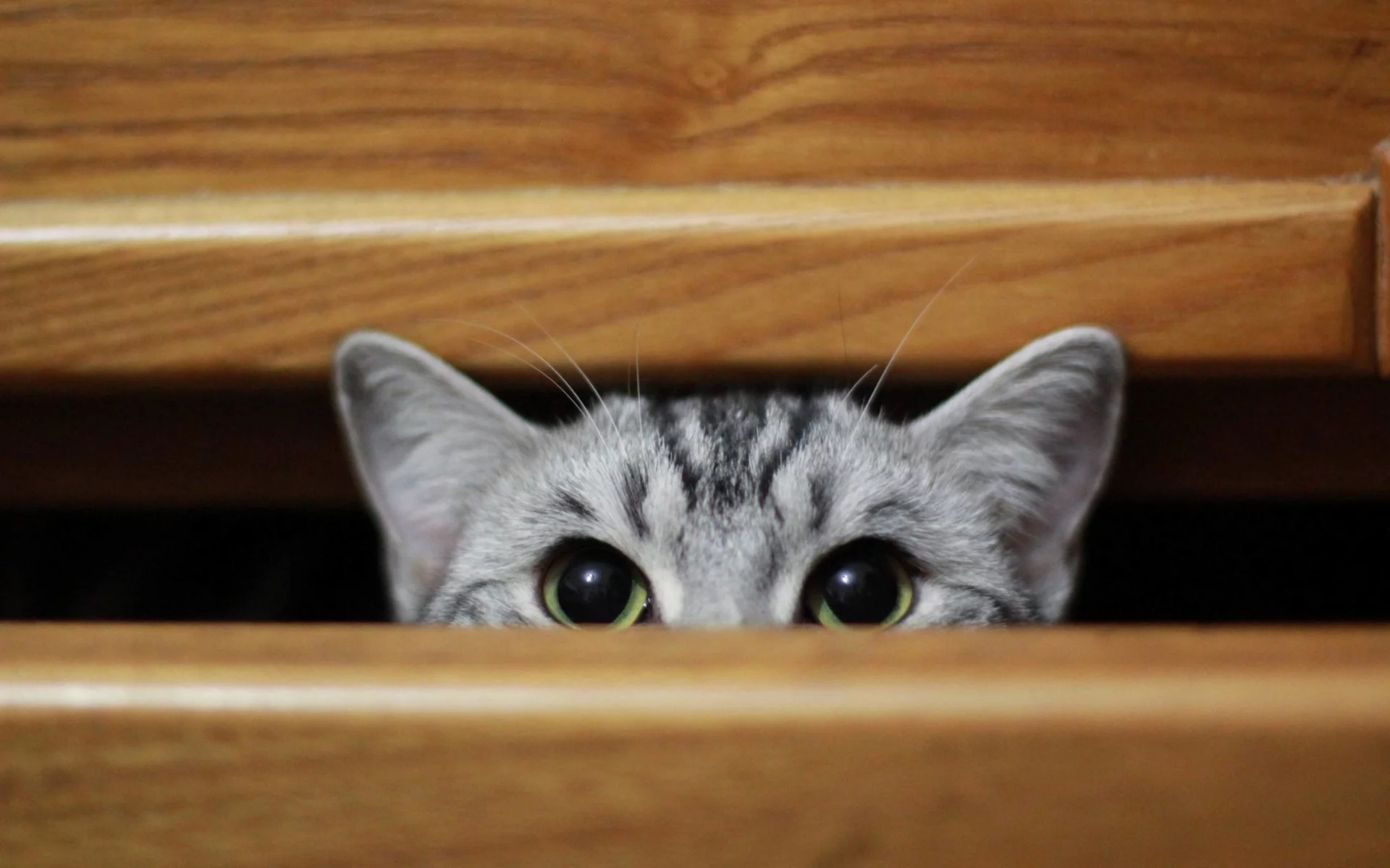 кошка, животные, взгляд, уши