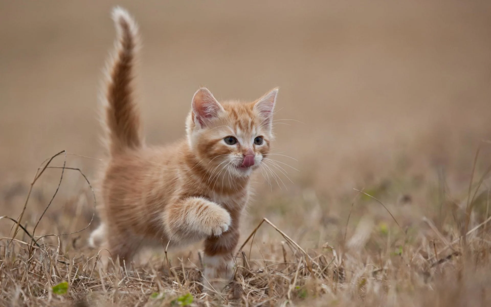 кошка, животные, хвост