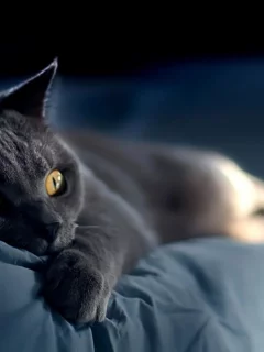 кошка, животные, взгляд