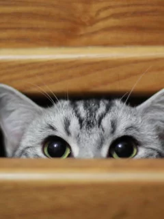кошка, животные, взгляд, уши