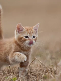 кошка, животные, хвост
