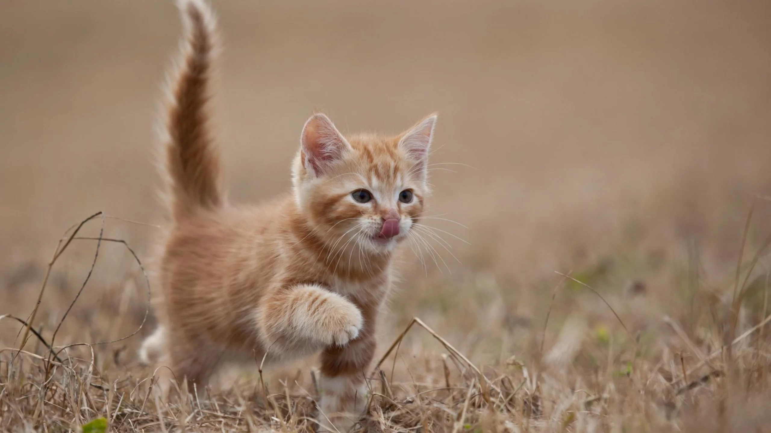 кошка, животные, хвост