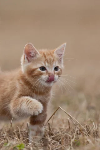 кошка, животные, хвост