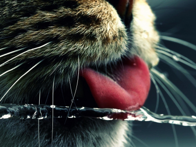 кошка, животные, язык