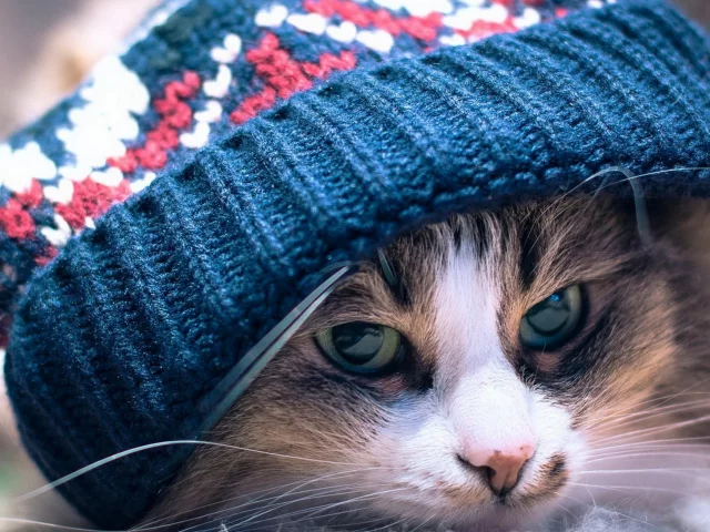 котенок, шапка