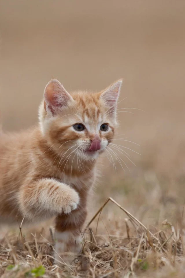 кошка, животные, хвост
