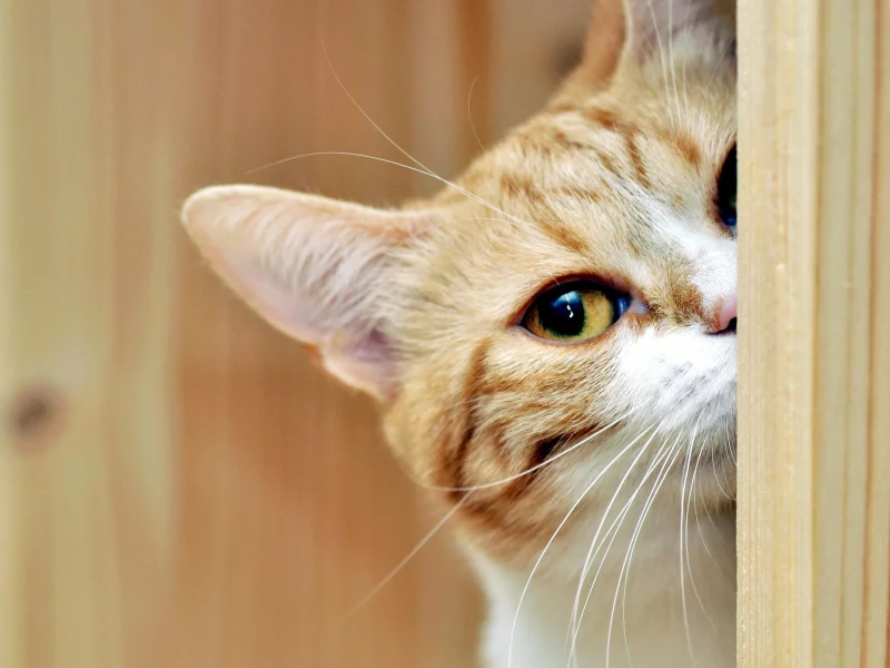 кошка, животные, взгляд
