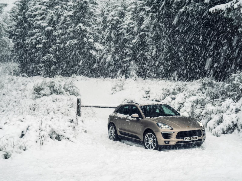 porsche, forest