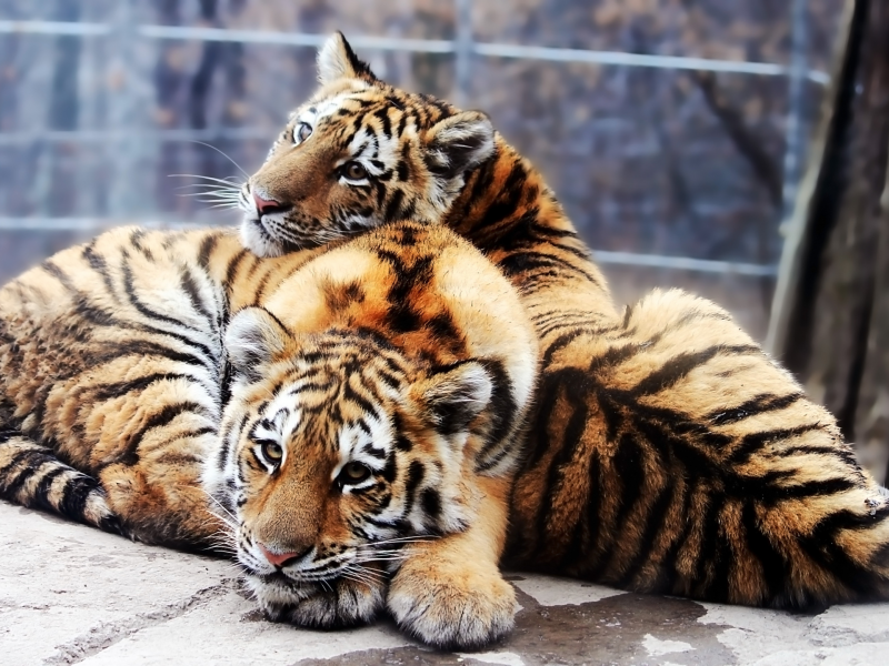 тигры, два