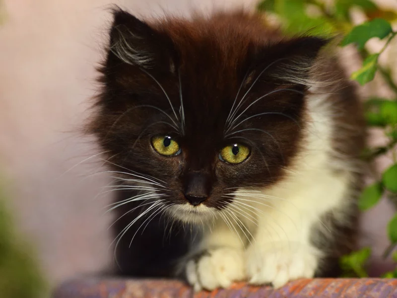 кот, котенок