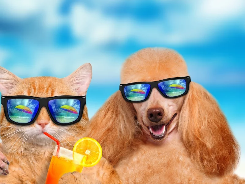 собака, кошка, очки