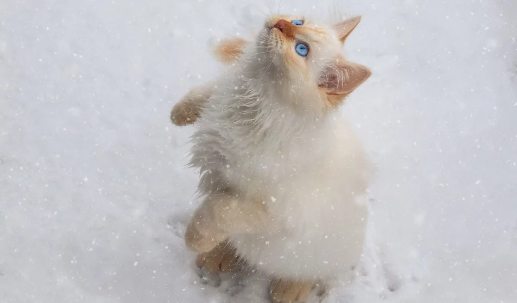 кот, снег