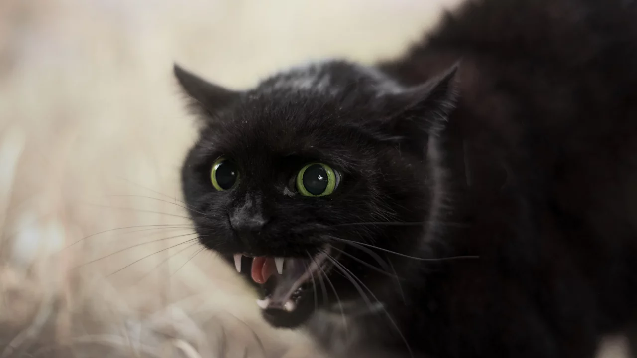 кот, шипит