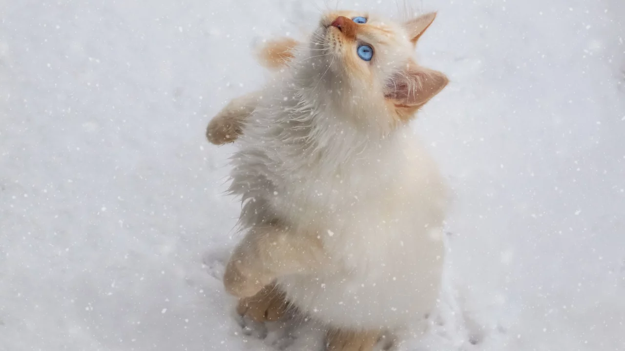 кот, снег