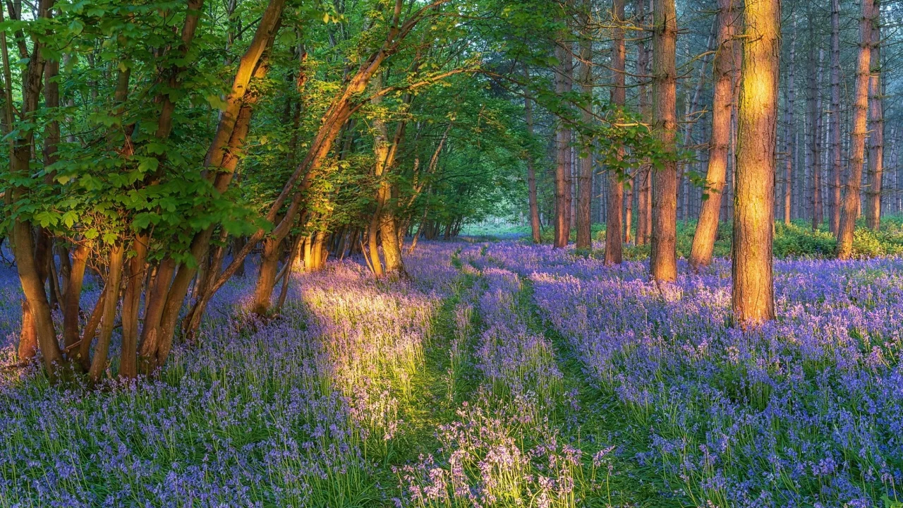 природа, пейзаж, красота