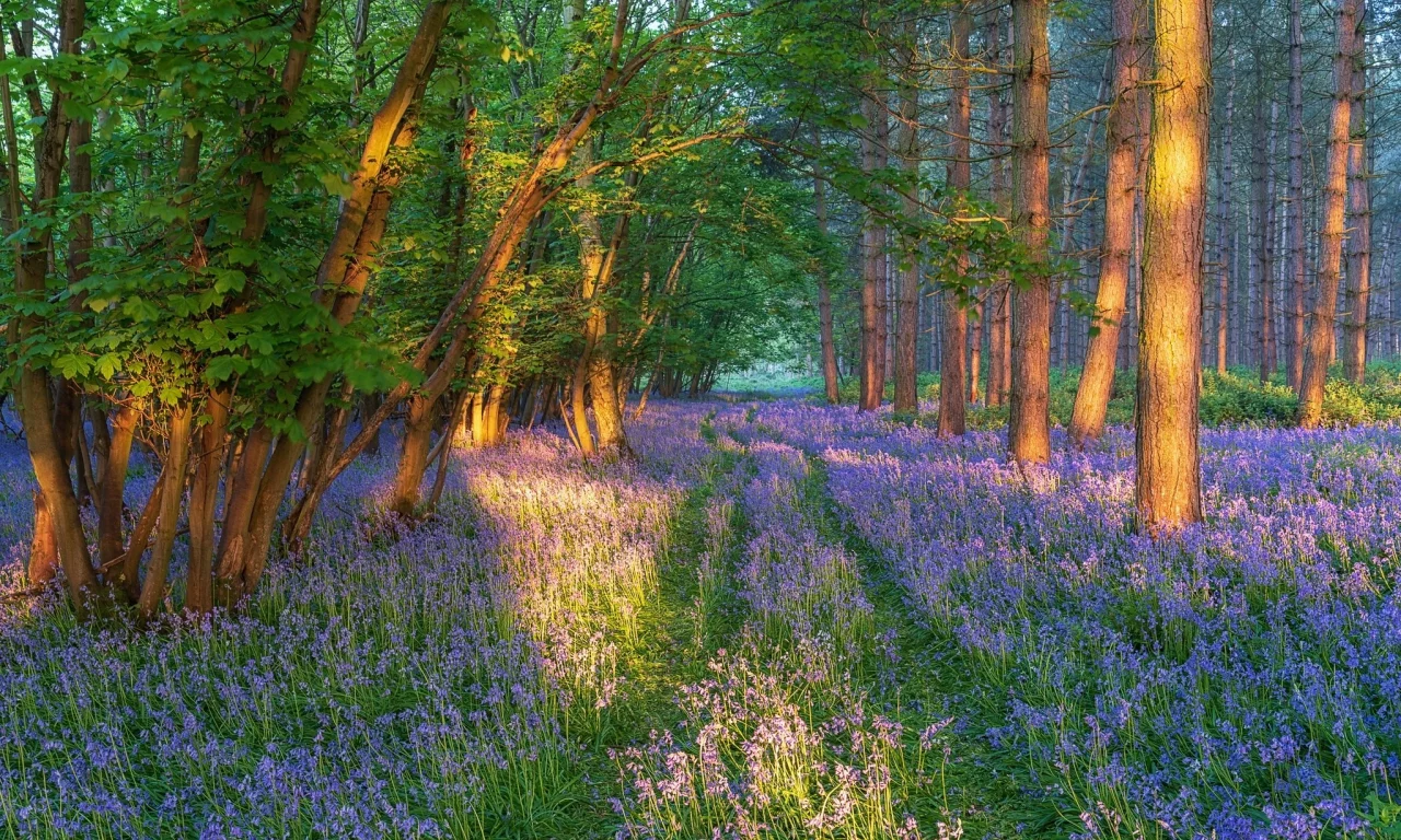 природа, пейзаж, красота