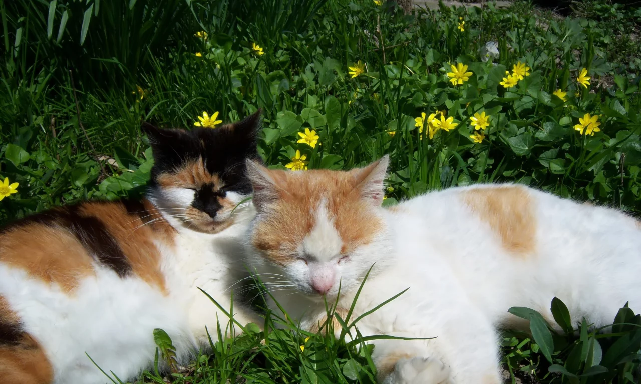 by mamala, коты