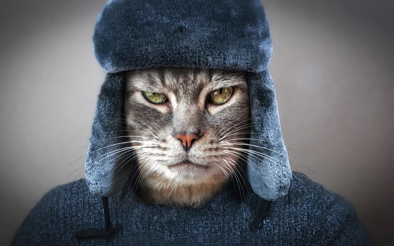 образ, кот