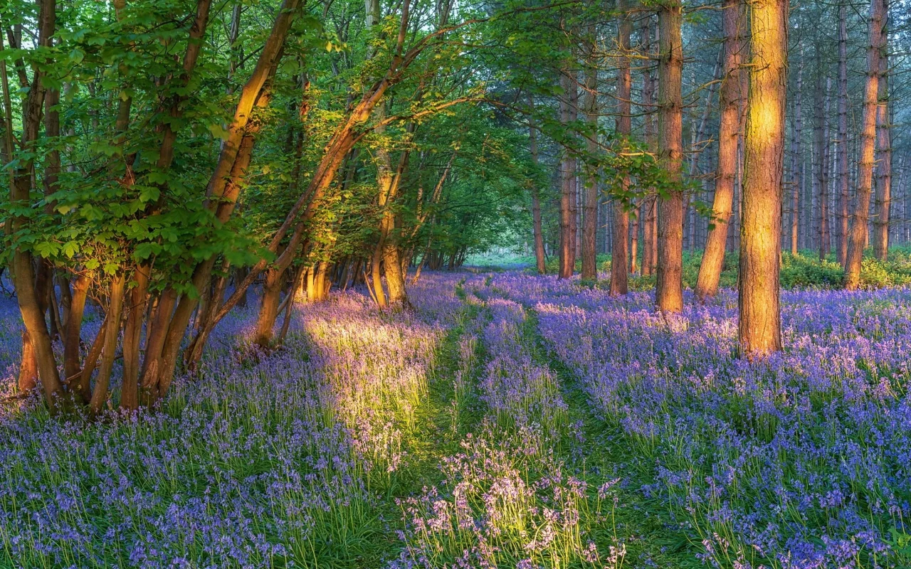 природа, пейзаж, красота
