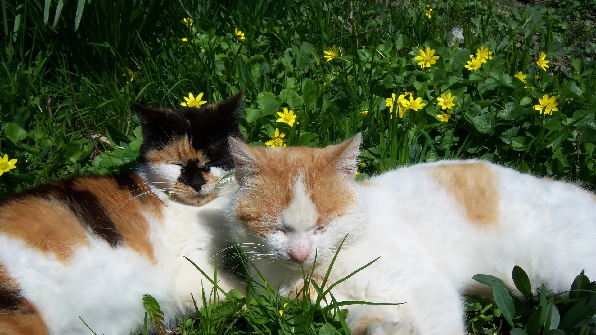 by mamala, коты