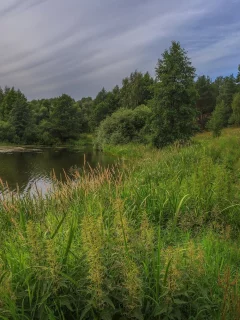 река, трава
