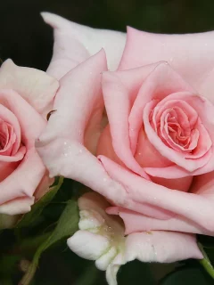 цветы, яркие