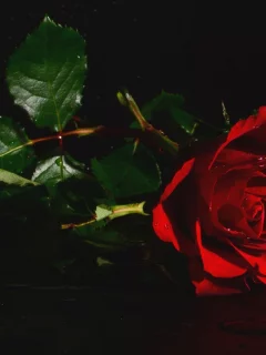 розы, букет